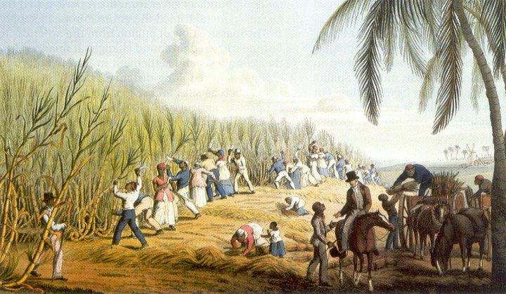Negros escravizados trabalhando em colheita - Os maus-tratos aumentavam cada vez mais as desigualdades sociais em São Domingos